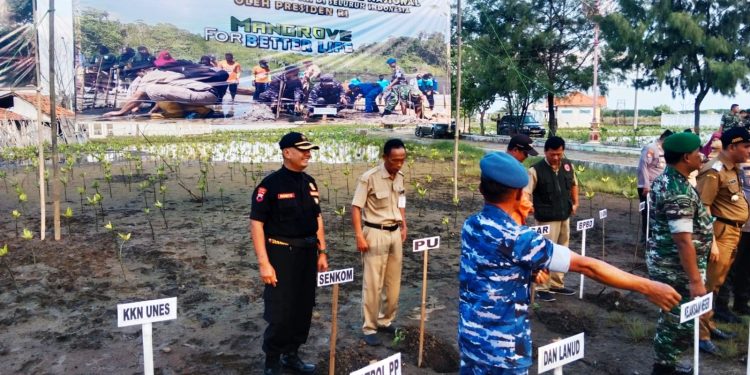 Kodim Brebes , Senkom dan Segenap Elemen Adakan Restorasi Mangrove di Pesisir Pantai Randusanga