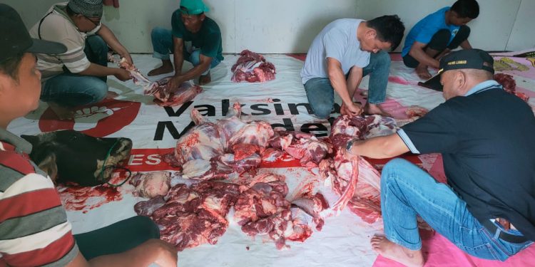 Idul Adha 2024, DPD LDII Lampung Barat Potong  Hewan Kurban dan Bagikan  Bingkisan Daging untuk Warga