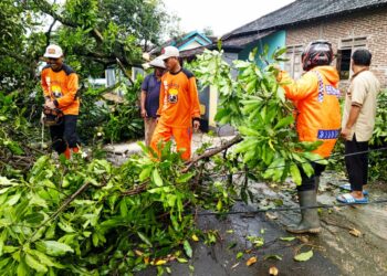 Senkom SAR Mojogedang Tanggap Cepat Evakuasi Pohon Tumbang di Kedung Jeruk