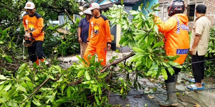 Senkom SAR Mojogedang Tanggap Cepat Evakuasi Pohon Tumbang di Kedung Jeruk
