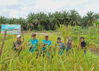 LDII Melawi Berhasil Panen Demplot Padi IPB 9G di Lahan Gambut