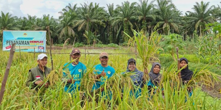 LDII Melawi Berhasil Panen Demplot Padi IPB 9G di Lahan Gambut
