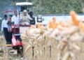Perkuat Ketahanan Pangan Nasional, Presiden Prabowo Turun Langsung Panen Jagung di Tuban