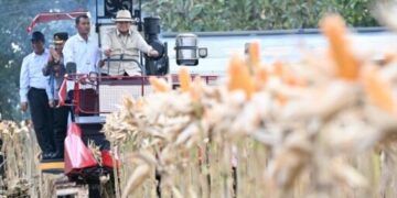 Perkuat Ketahanan Pangan Nasional, Presiden Prabowo Turun Langsung Panen Jagung di Tuban